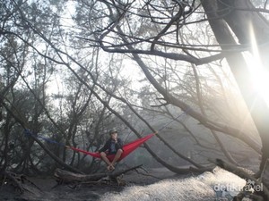 Pantai di Selatan Yogya dengan Deretan Pohon Cemara