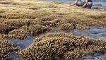 Pantai Elaq-elaq yang Elok di Lombok
