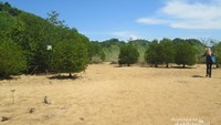 Kawasan konservasi Mangrove.