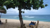 Unta di Pantai Geger (Faela Shafa/detikTravel)