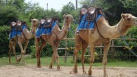 Unta yang siap ditunggangi dan akan menemani ANda berkeliling (Faela Shafa/detikTravel)
