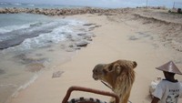 Serunya menunggangi unta! (Faela Shafa/detikTravel)