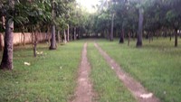 jalan_masuk_ke_gondang.jpg