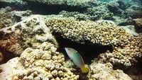 Underwater
