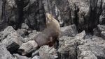 Pantai Ini Surganya Koloni Anjing Laut di Selandia Baru