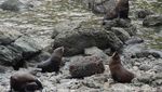 Pantai Ini Surganya Koloni Anjing Laut di Selandia Baru