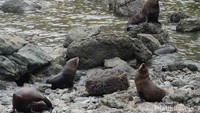 Koloni anjing laut beristirahat di pantai Palliser Bay.