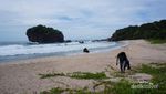 Pantai Jungwok di Gunungkidul, Seperti Milik Pribadi