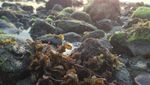Pantai Klui, Pantai Anti Mainstream di Lombok