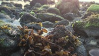 Pantai Klui