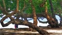 Pepohonan rindang menyejukkan suasana di Pantai Liang.(Foto koleksi pribadi)
