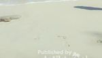 Pantai Linau di Bengkulu Selatan, Masih Perawan!