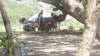Tiduran di pohon di tepi pantai, menyenangkan bukan?