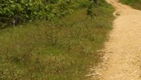 Nah, ini medan off road menuju Pantai Ngantep!