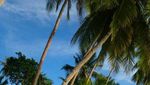 Pantai Ngurbloat: Pantai dengan Pasir Terhalus di Dunia