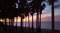 Ketika sunset deretan pohon sepanjang Pantai Oesapa akan kelihatan indah