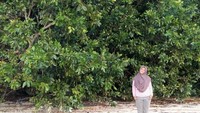 Pulau Peucang dengan pasir putih dan hutan bakaunya