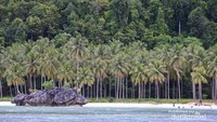 Pohon kelapa berderet sangat rapi