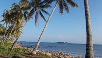 Pohon Kelapa