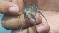 Anak Kepiting yang berusaha mencapai pantai petanahan