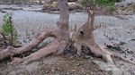 Pantai Pulau Besar yang Perawan di Bangka