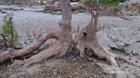 Akar Pohon Bakau