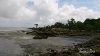 Hutan bakau mengitari pantai