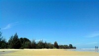 Pepohonan di pantai