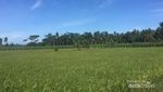 Pantai Sendiki, Si Cantik Sepi Pengunjung di Malang Selatan