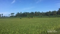 Persawahan Menuju Pantai Sendiki