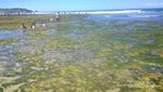 Pantai Seribu Pesona di Gunungkidul