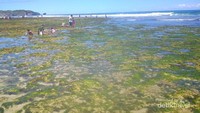 Rumput laut