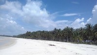Dihiasi pohon kelapa di pinggiran Pantai Siangau