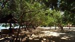 Pantai Tanjung Kasuari, Bagai Oase di Papua