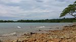 Pantai Tanjung Pinggir, Tempat Mengintip Singapura dari Batam