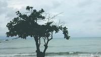 Sebatang pohon tepi pantai, romantis!