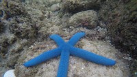 Bintang laut yang terdapat diantara karang saat air surut , terlihat jelas.