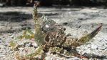 Pantai Welolo, Surga Tersembunyi di Alor, NTT