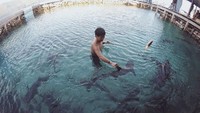 Berenang bersama puluhan ekor hiu di Karimun Jawa
