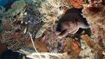 Para Diver Dunia Prihatin Masalah Hiu di Raja Ampat