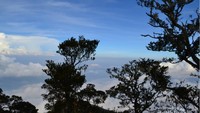 Pepohonan yang tumbuh di areal puncak