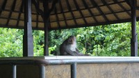 Monyet penghuni tempat wisata