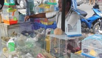 Pedagang hamster yang menunggu pelanggan