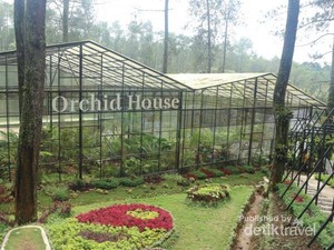 Pecinta Anggrek Wajib Datang ke Sini: Orchid Forest Lembang