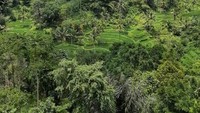 Lanskap hutan dan sawah di kawasan Agrowisata Kamulilir.
