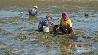 petani rumput laut