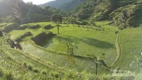 Pemandangan sawah, mirip seperti Ubud, Bali