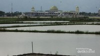 Bangau di persawahan