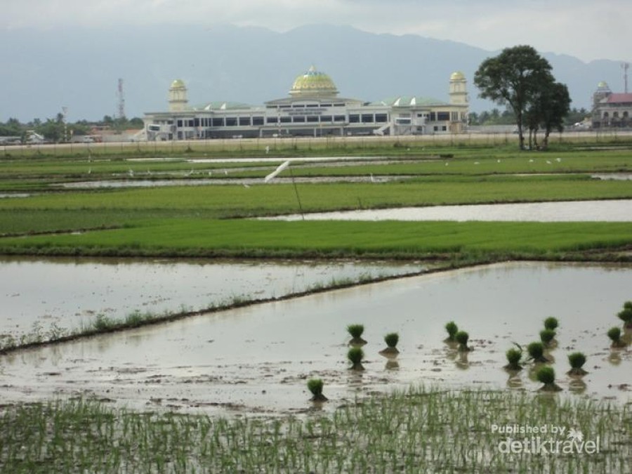 Persawahan di sekitar kawasan Bandara Sultan Iskandar Muda, Blang Bintang