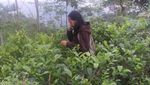 Pemandangan Hijau Kulonprogo dari Puncak Suroloyo